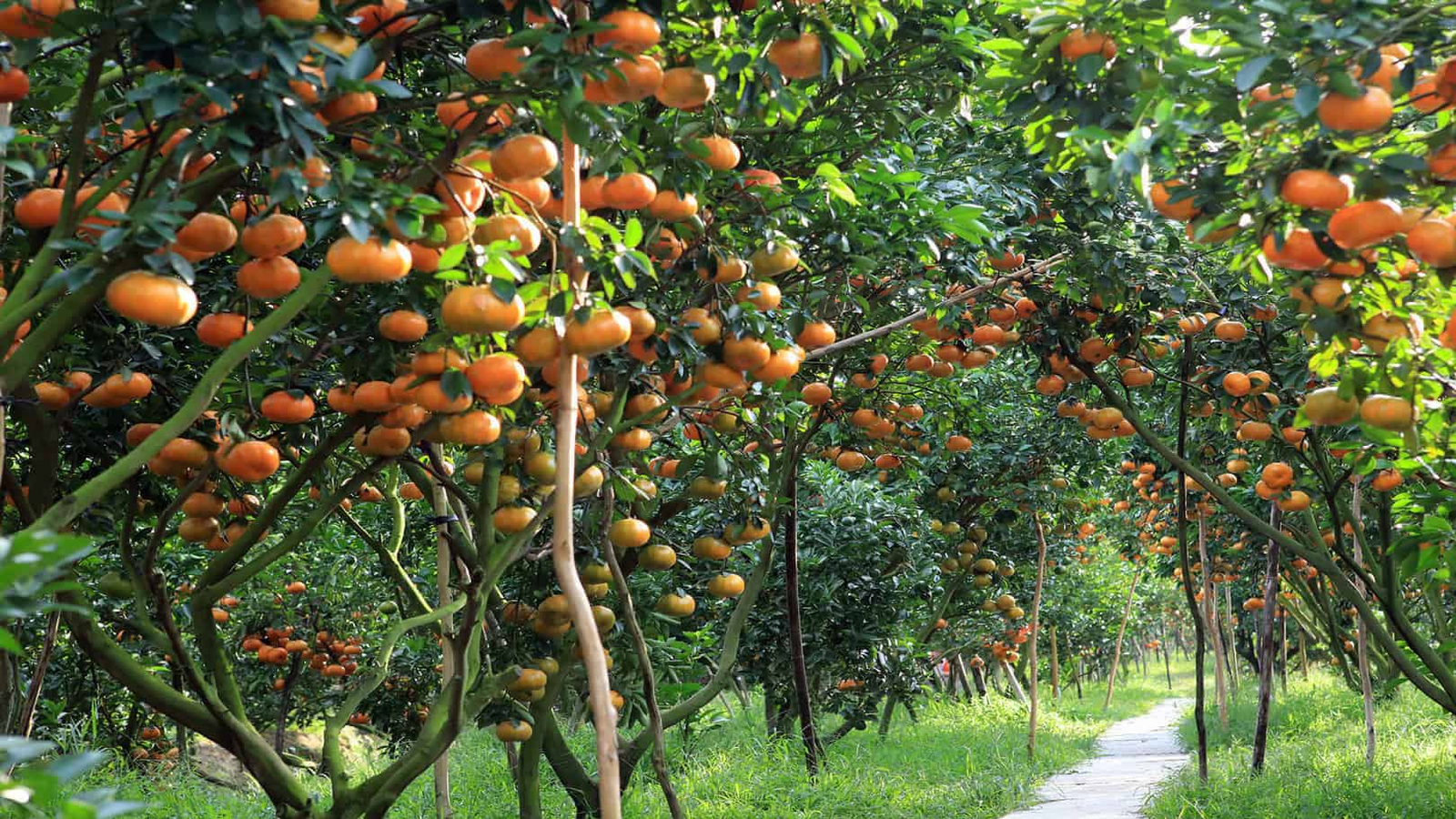 Visit fruit garden in Mekong Delta